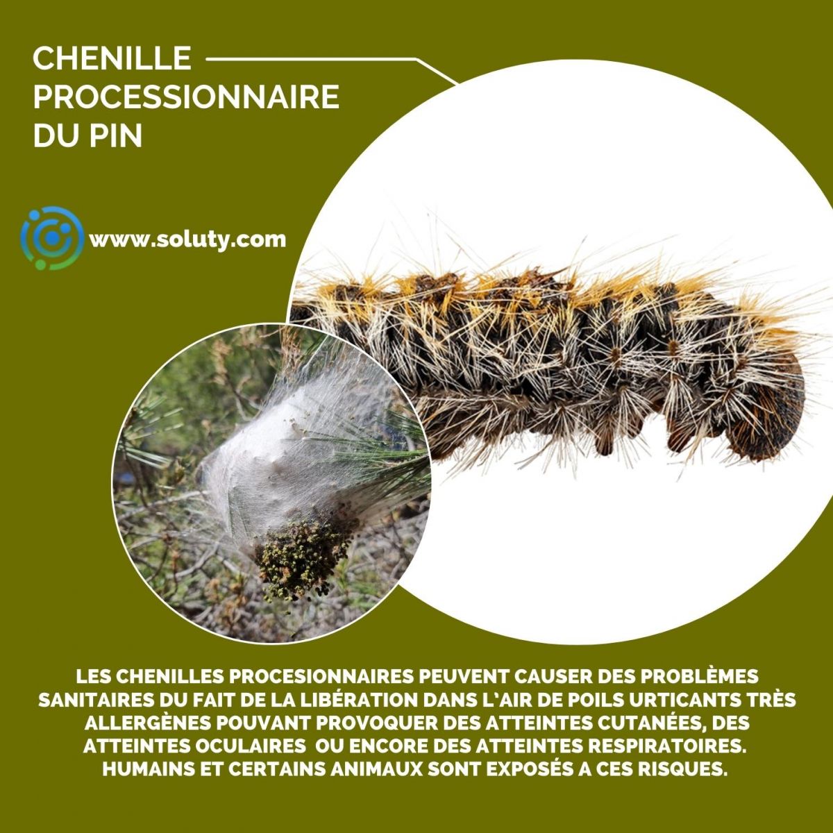 chenille du pin