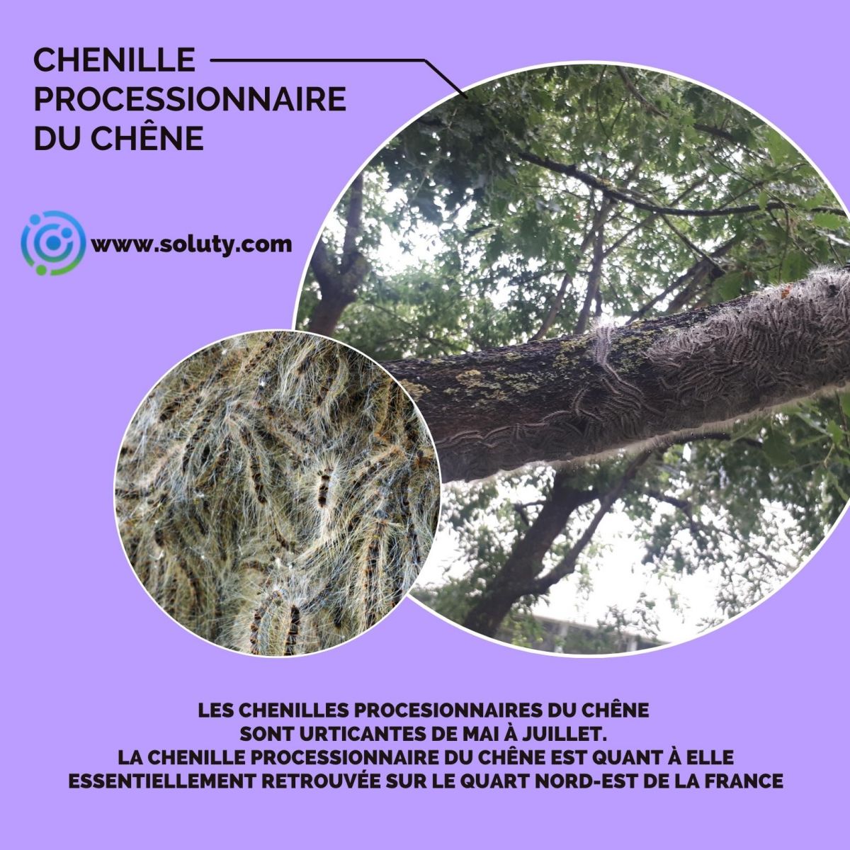 chenille urticante du chêne