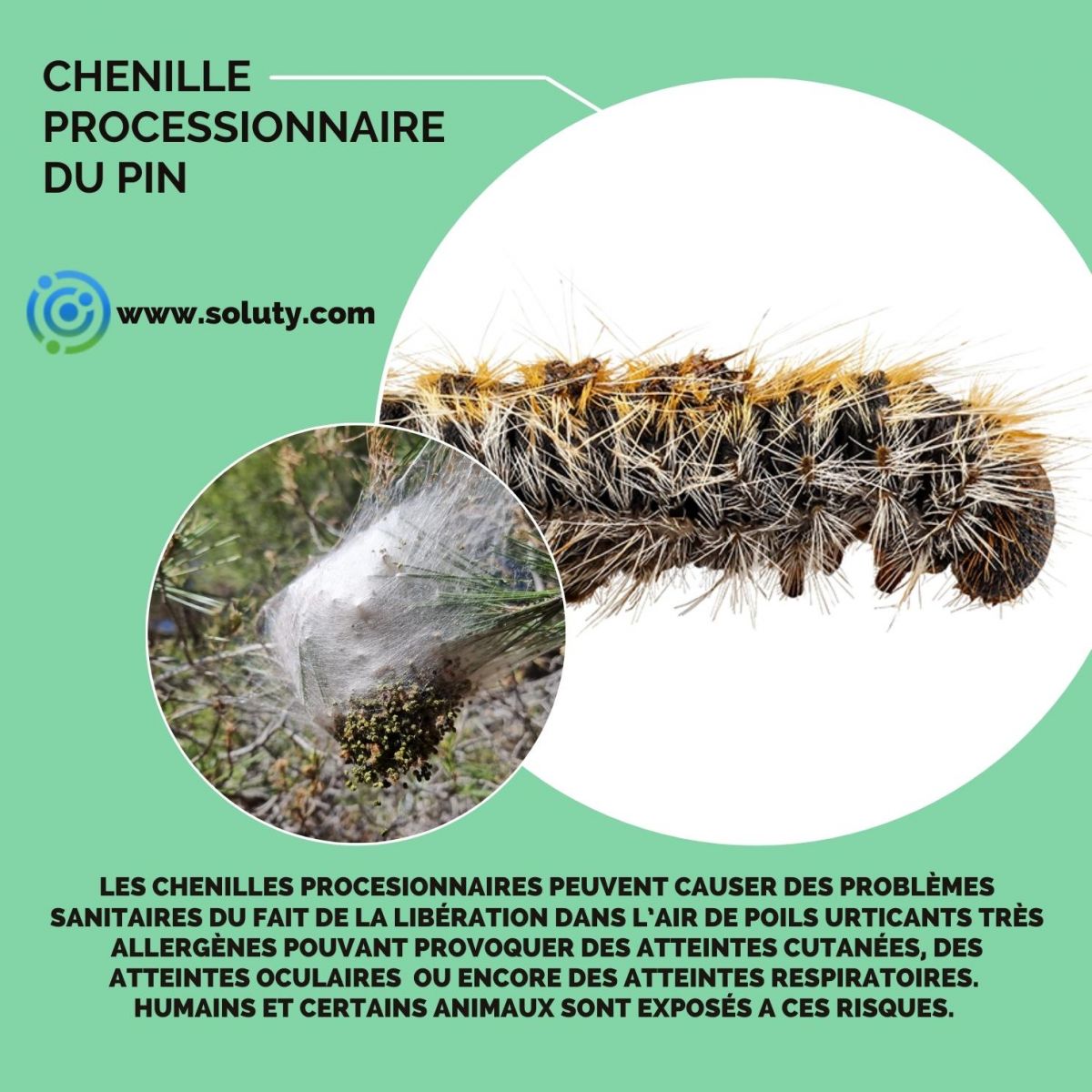 chenille du pin