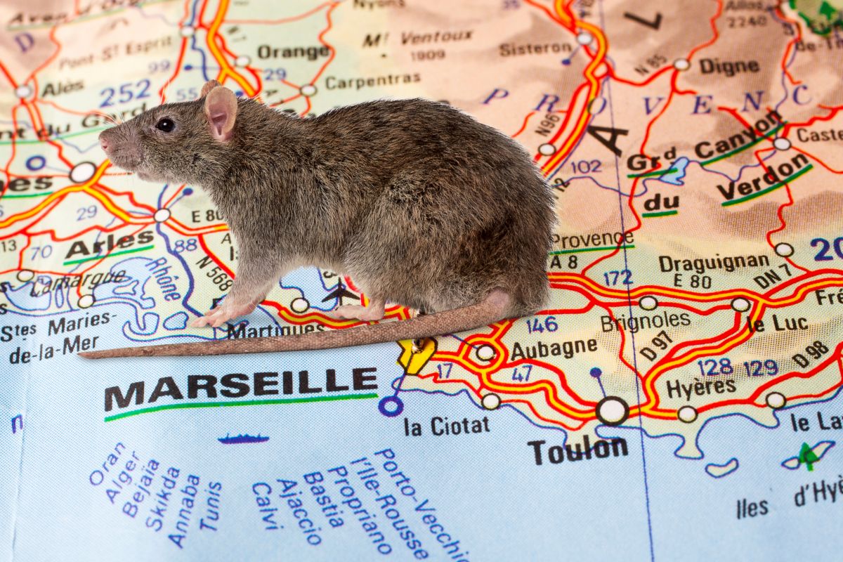 rat sur la ville de Toulon