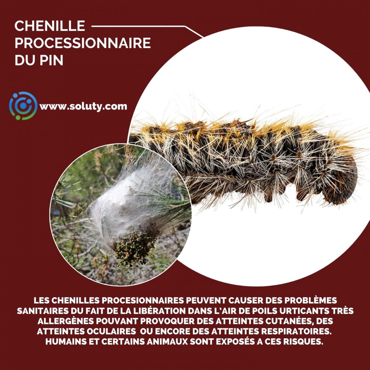 chenille du pin