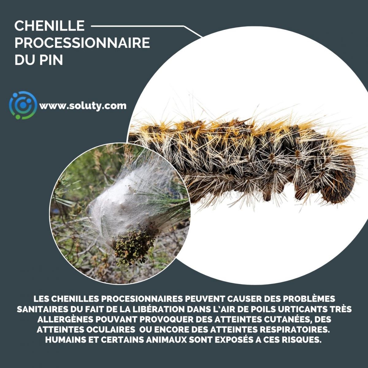 chenille du pin