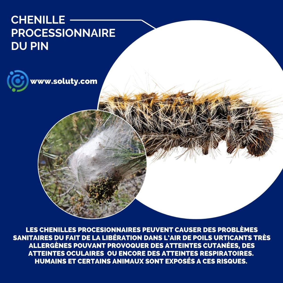 chenille urticante du pin