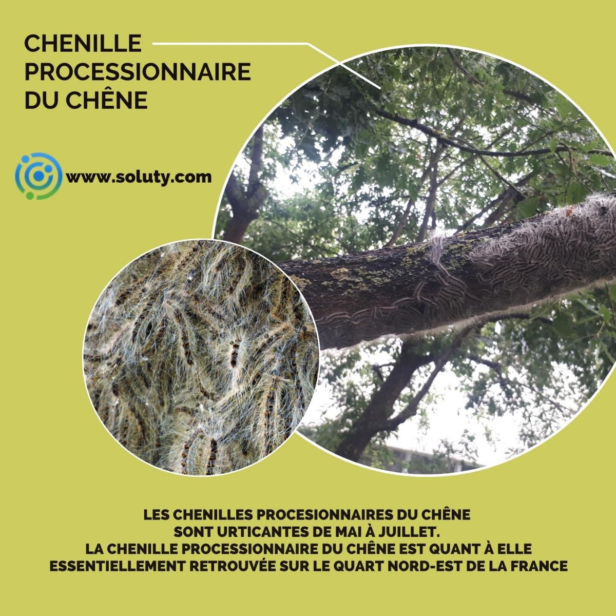 chenille urticante du chêne