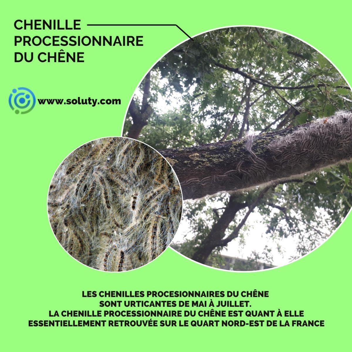 chenille processionnaire du chêne