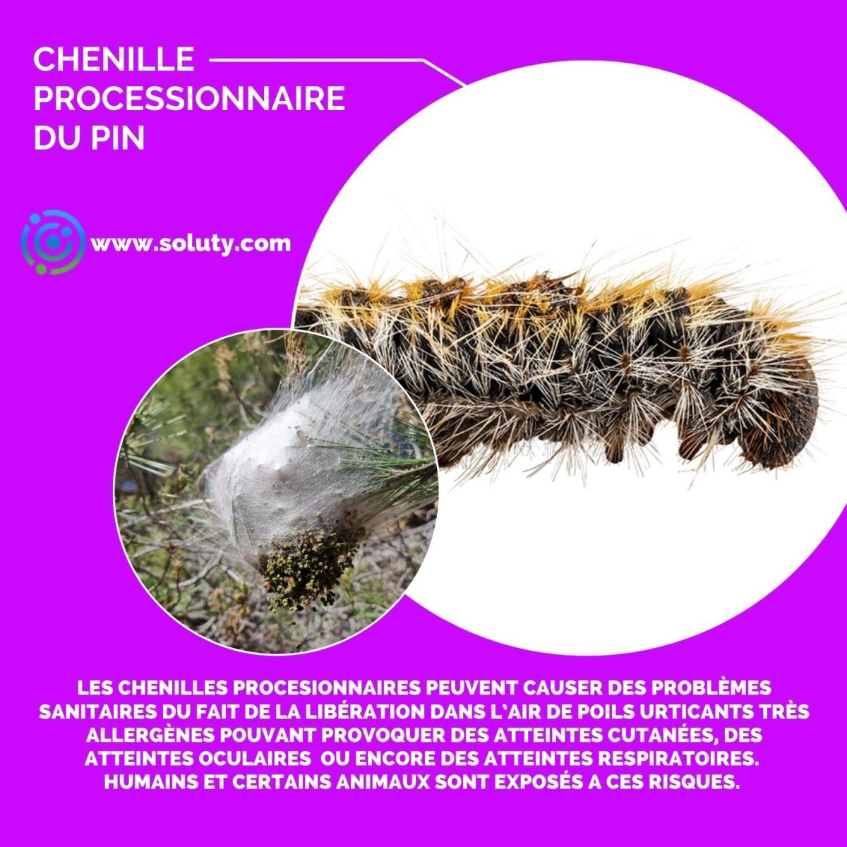 chenille processionnaire  du pin 