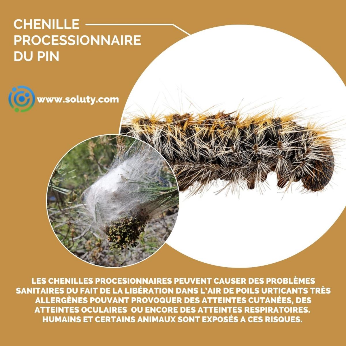 chenille processionnaire du pin 