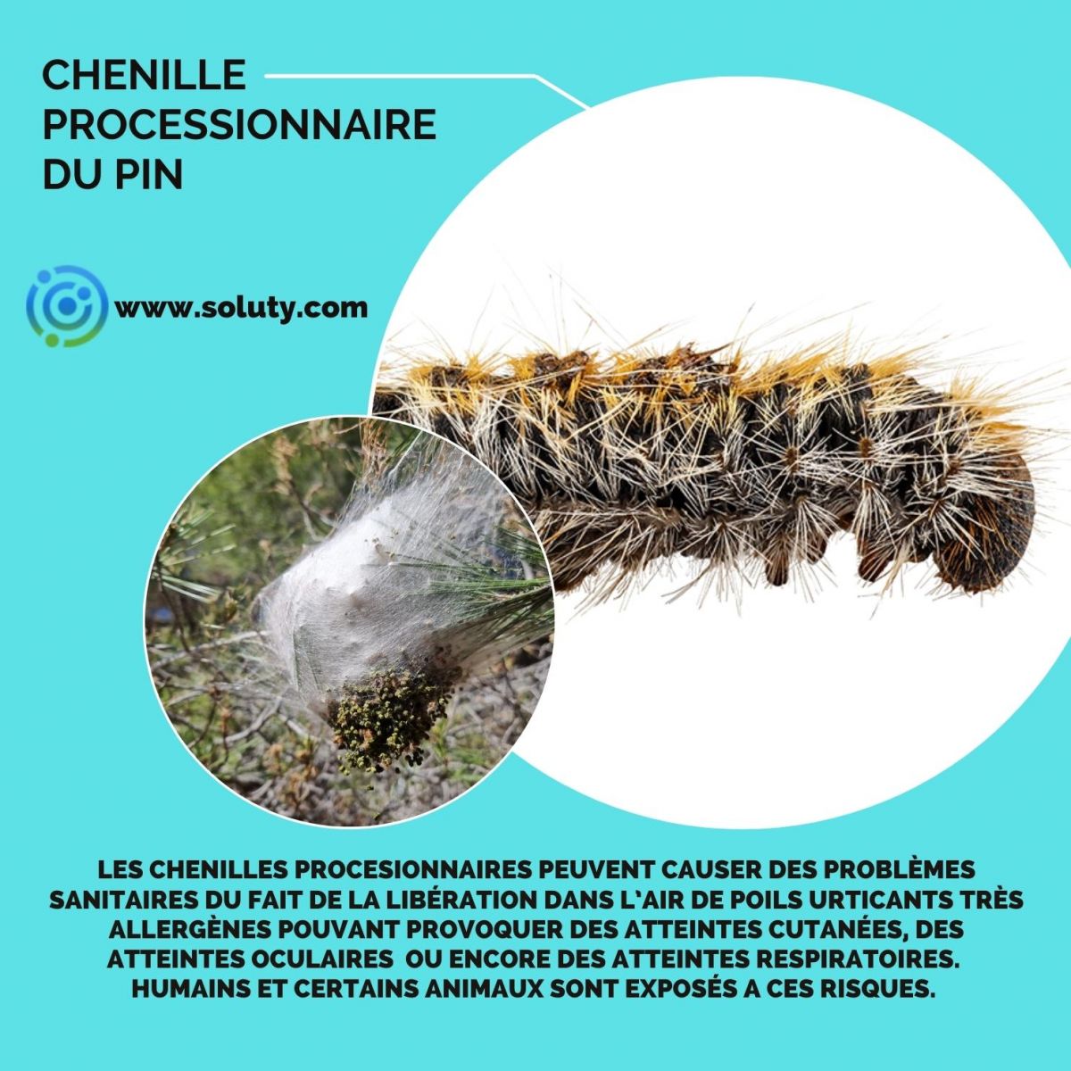 chenille processionnaire  du pin