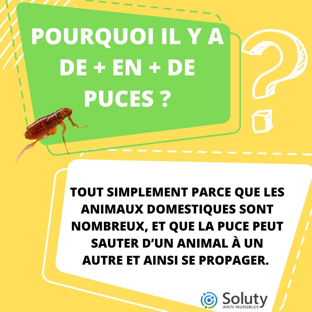 débarrasser les puces à l'aide d'un technicien professionnel et pas cher