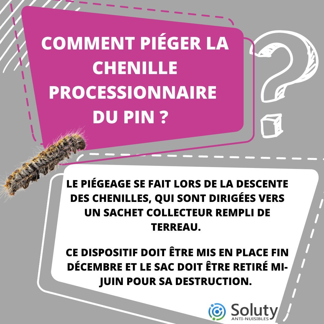 la chenille processionnaire