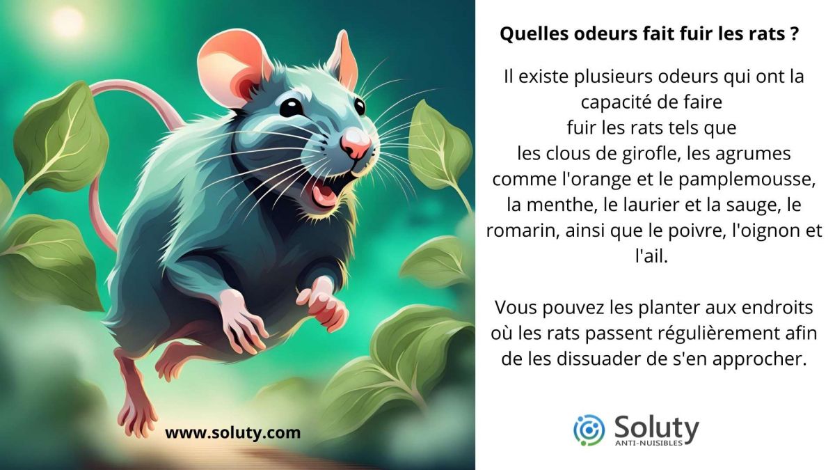 Quelles sont les odeurs qui font fuir les rats ?