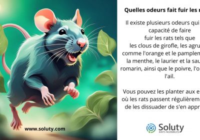 Quelles odeurs fait fuir les rats 1