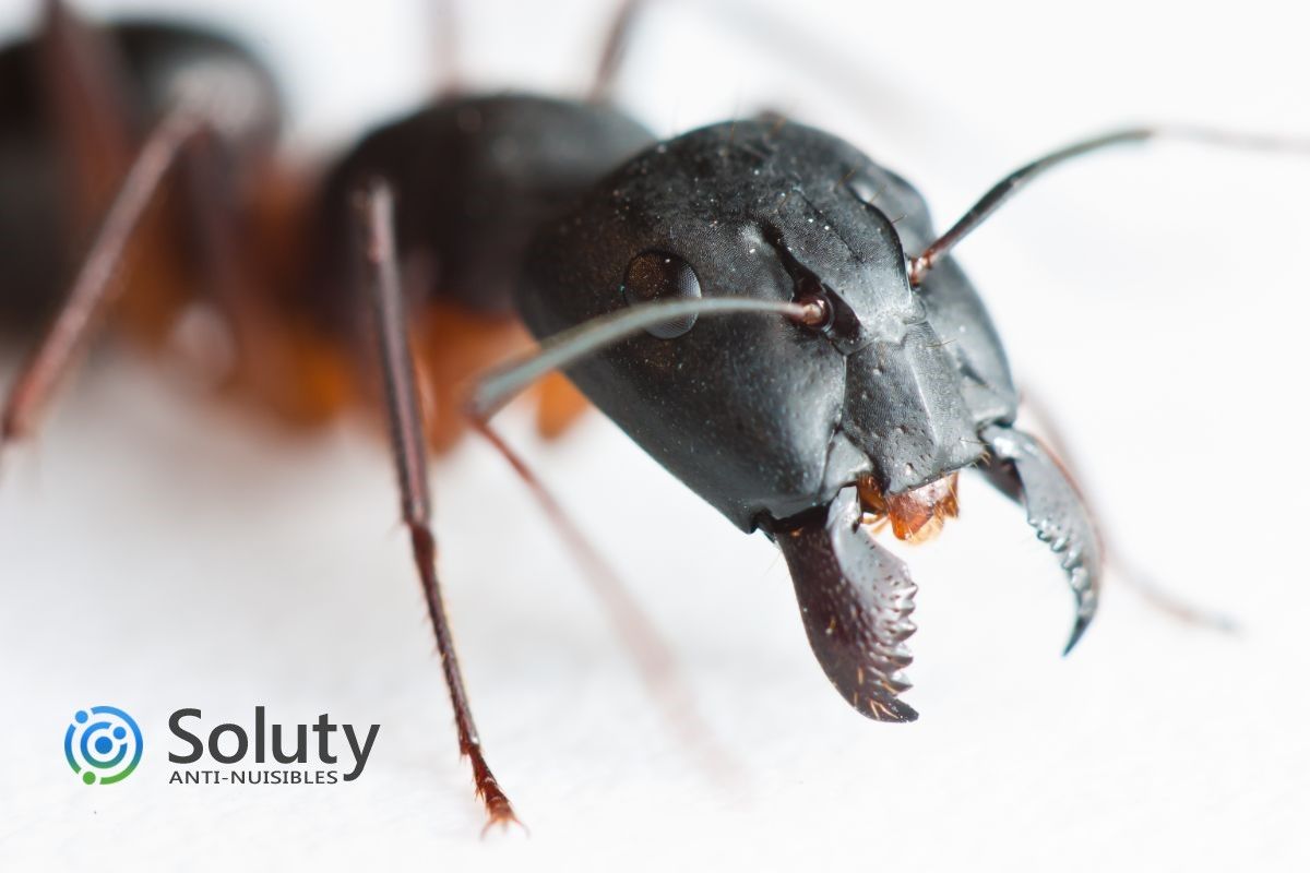 tête de fourmi avec ses mandibules en gros plan 