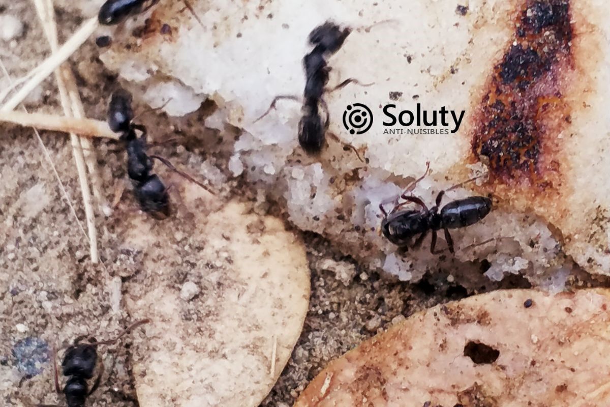 groupe de fourmis