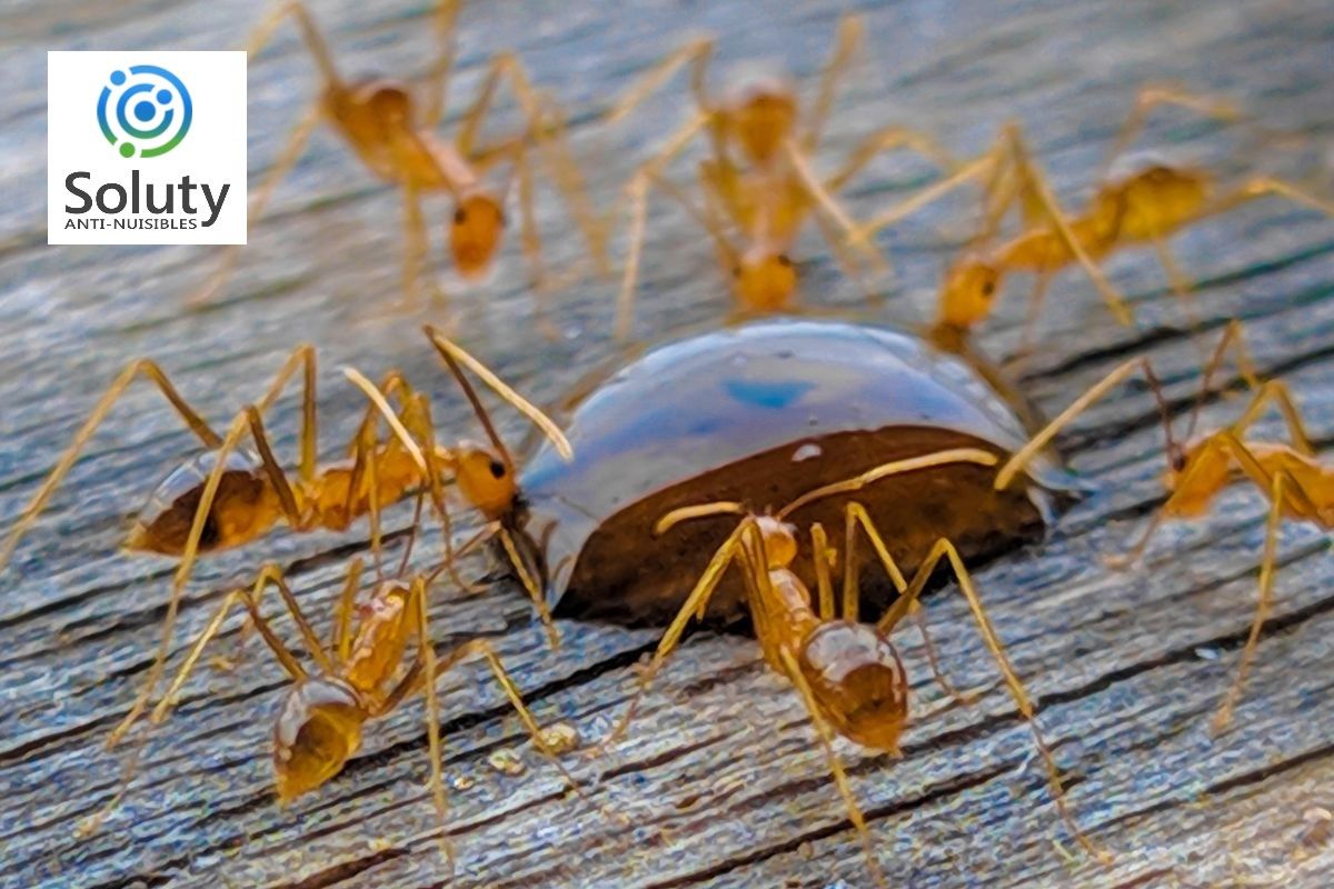 fourmis en train de boire un liquide sucrée