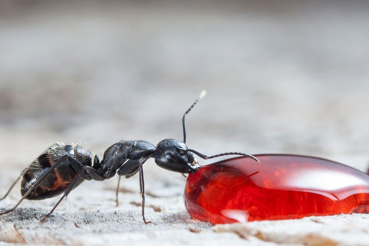 fourmis en train de s'alimenter