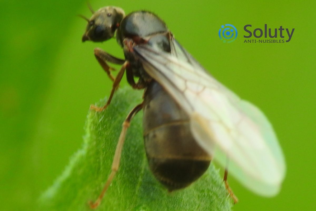 reine des fourmis avec ses ailes