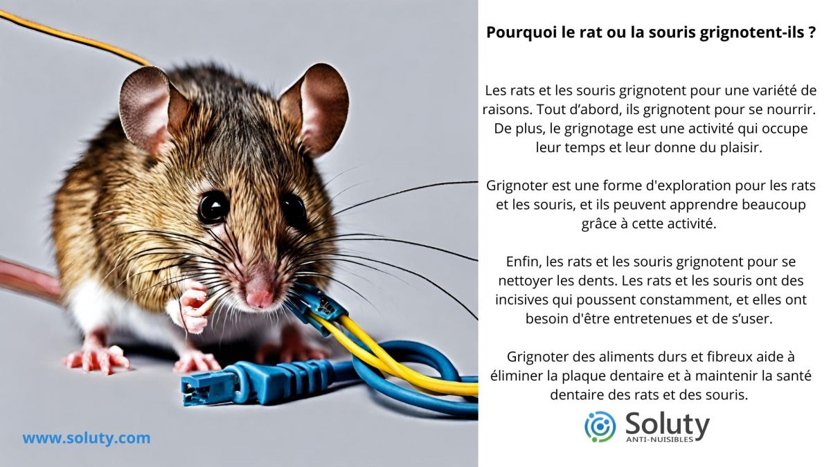 Pourquoi le rat ou la souris grignotent ils  ?