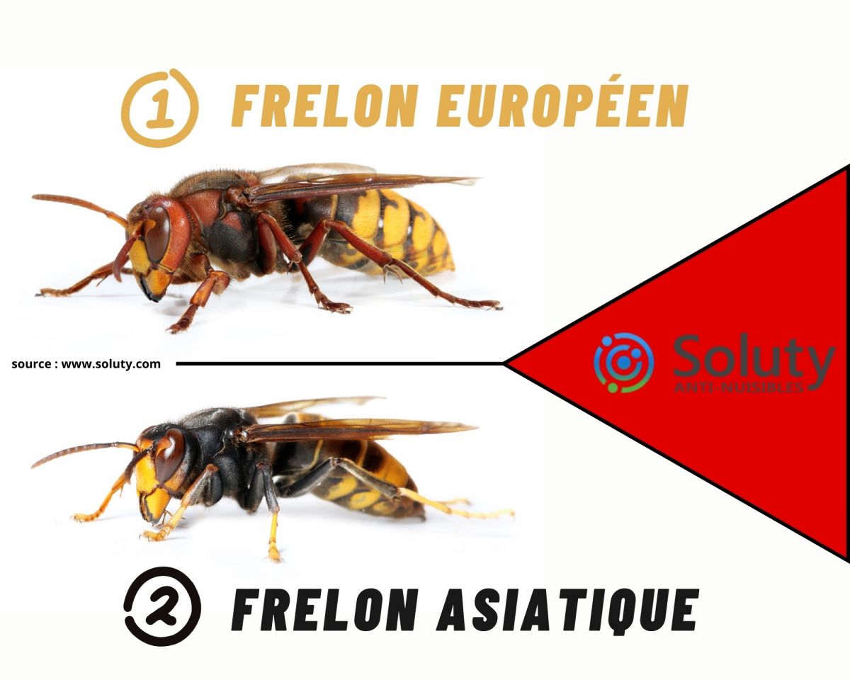 différence entre frelon asiatique et frelon européen 