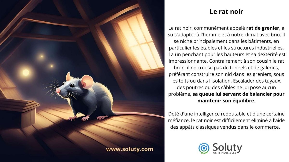 Dératisation à Saint-Ouen des rats et souris (93) - SOLUTY