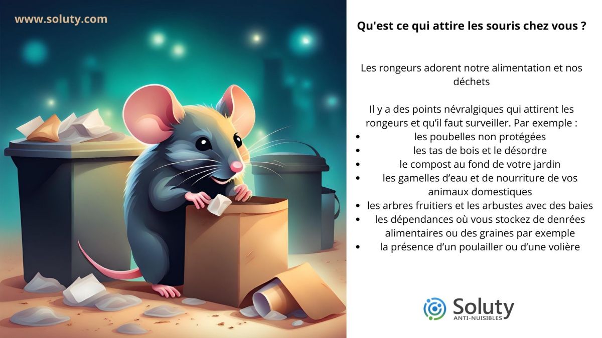 Qu'est ce qui attire les souris chez vous ?