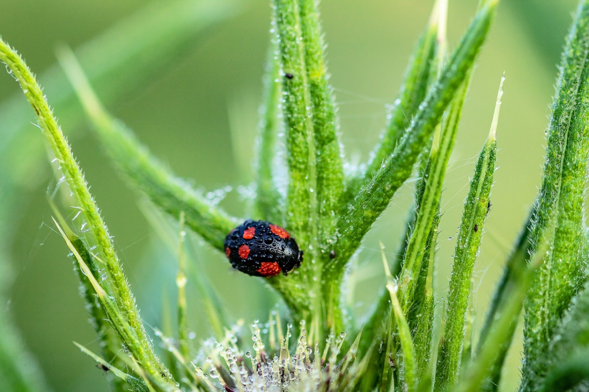 la coccinelle asiatique