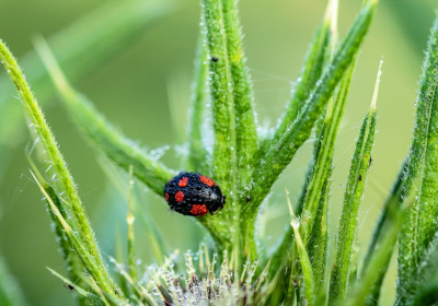 Coccinelle asiatique