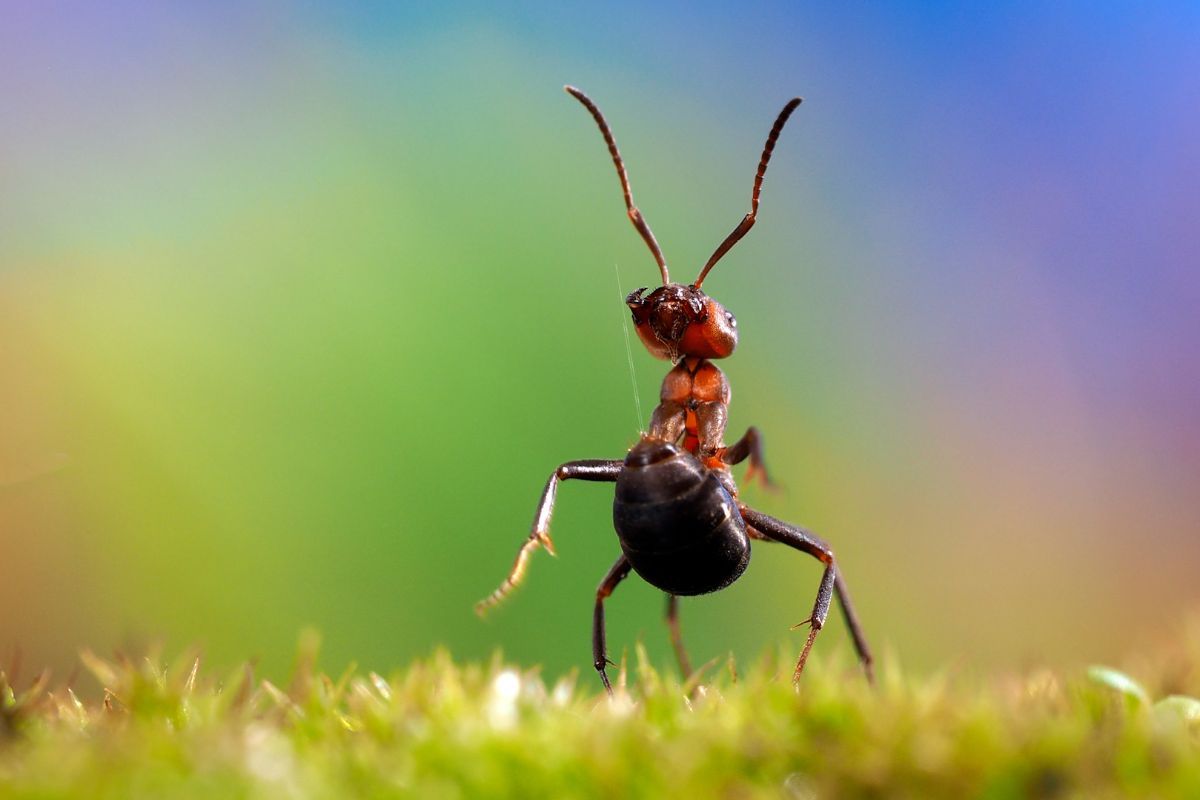 l'acide formique secrété par la fourmi