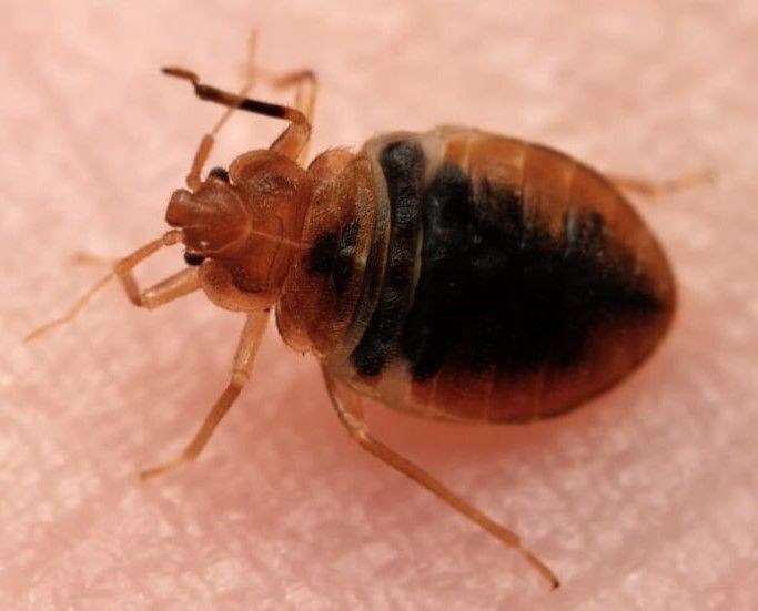Pourquoi les punaises de lit sont-elles considérées comme des insectes dangereux et nuisibles ?