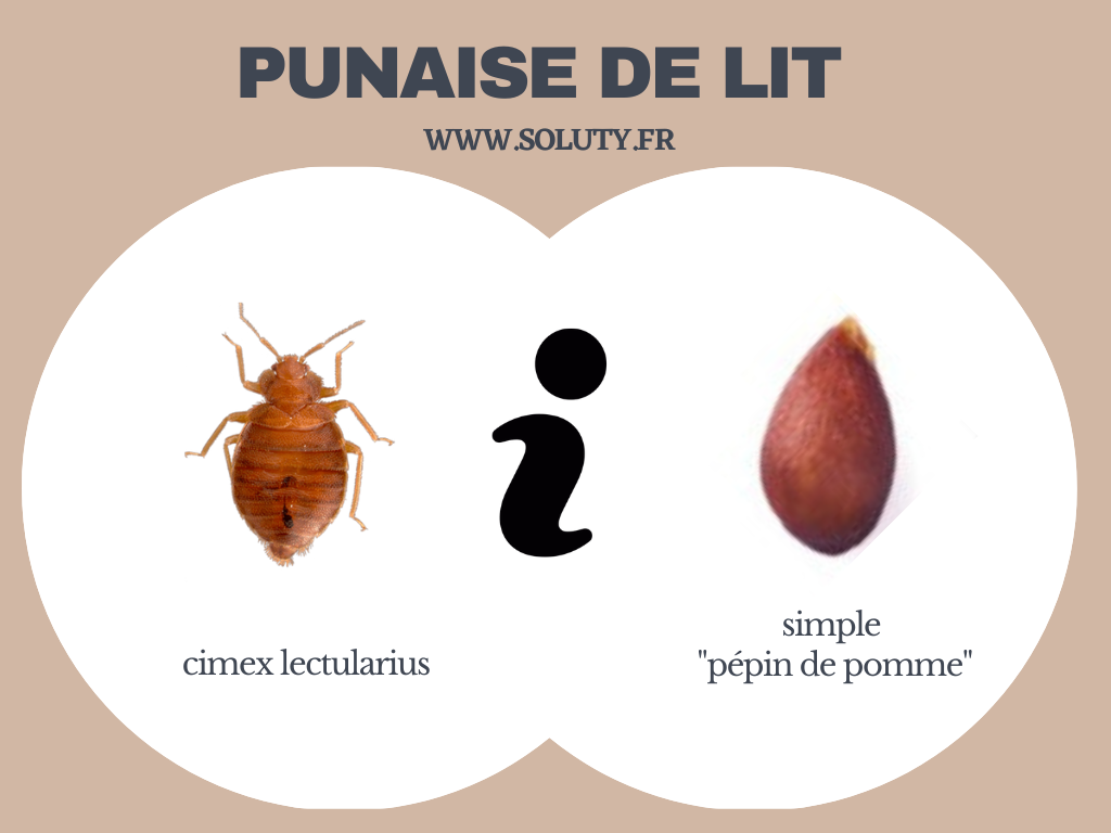 La forme d'une punaises des lits : le corps ovale ressemblant à une lentille ou un pépin de pomme. 