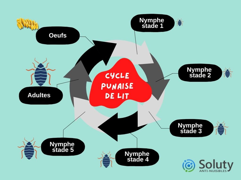 infographie sur le cycle de vie des punaises de lit