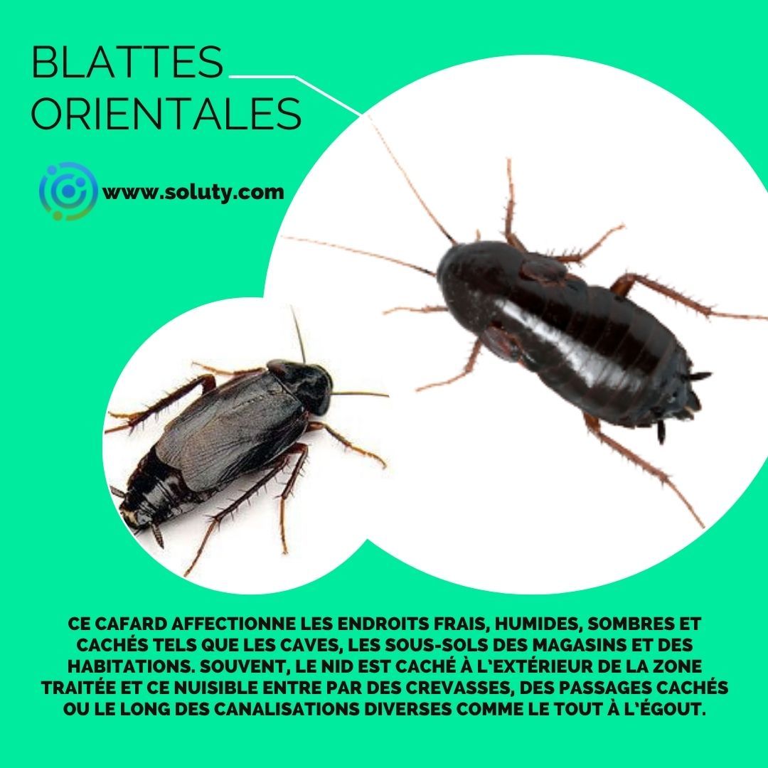 La blatte orientale