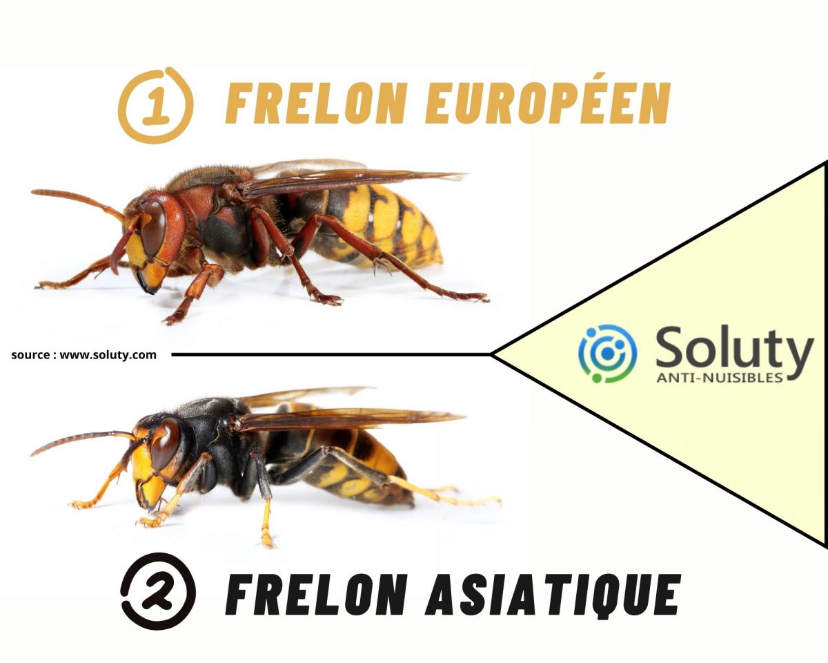 Les principales espèces de frelons en France