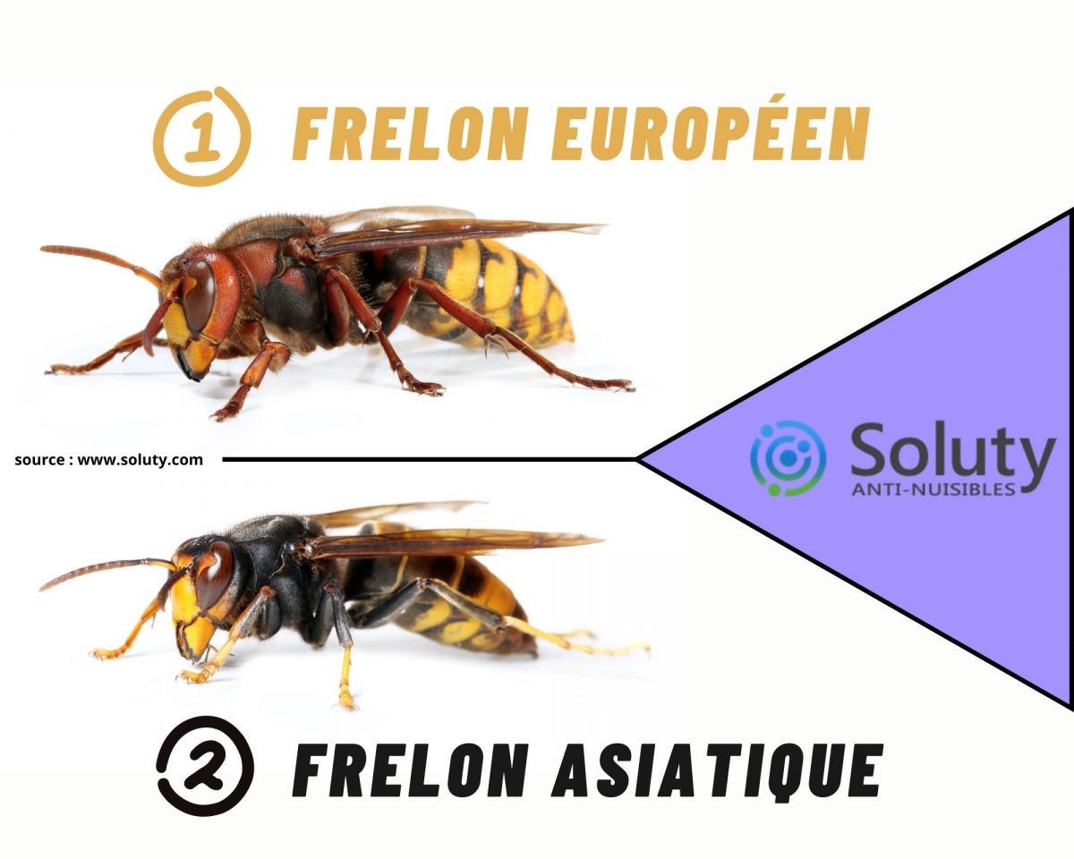 Les principales espèces de frelons en France