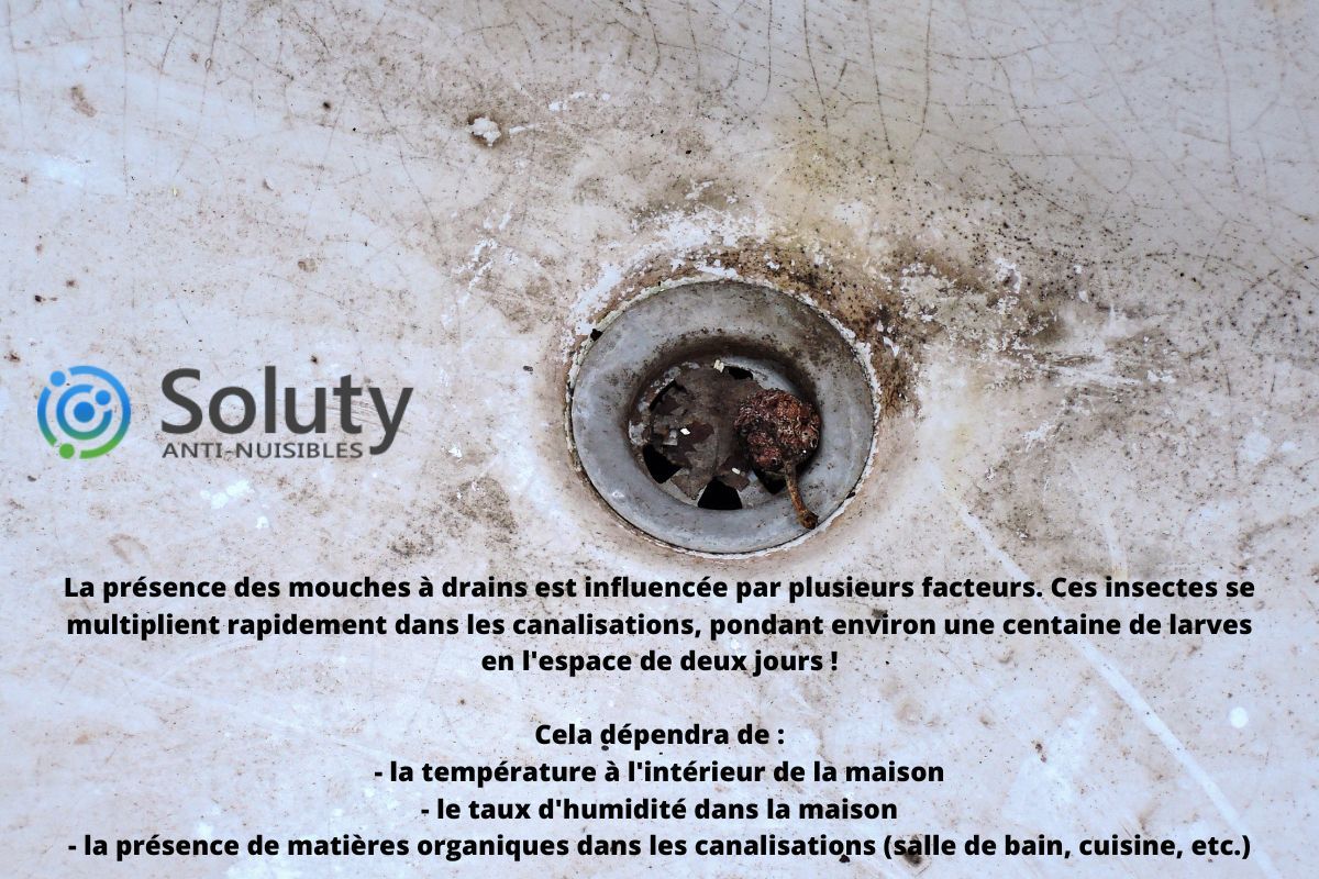 Moucherons dans un logement : comment s'en débarrasser ? - SOLUTY