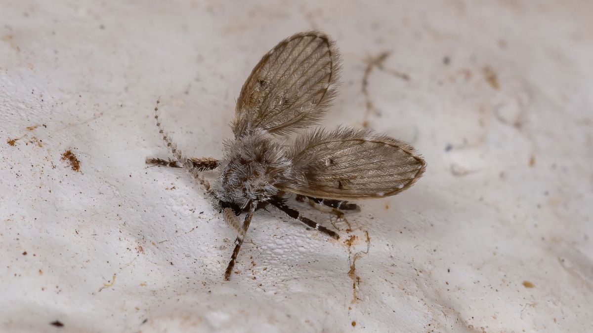 Mouches et moucherons, comment éviter l'infestation ?