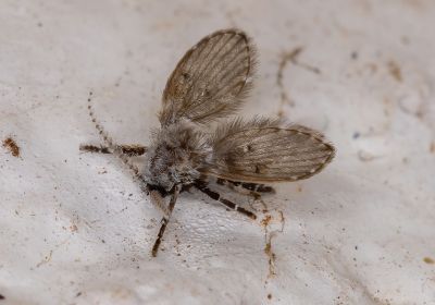 Moucherons dans la cuisine : comment faire un piège s'en débarrasser