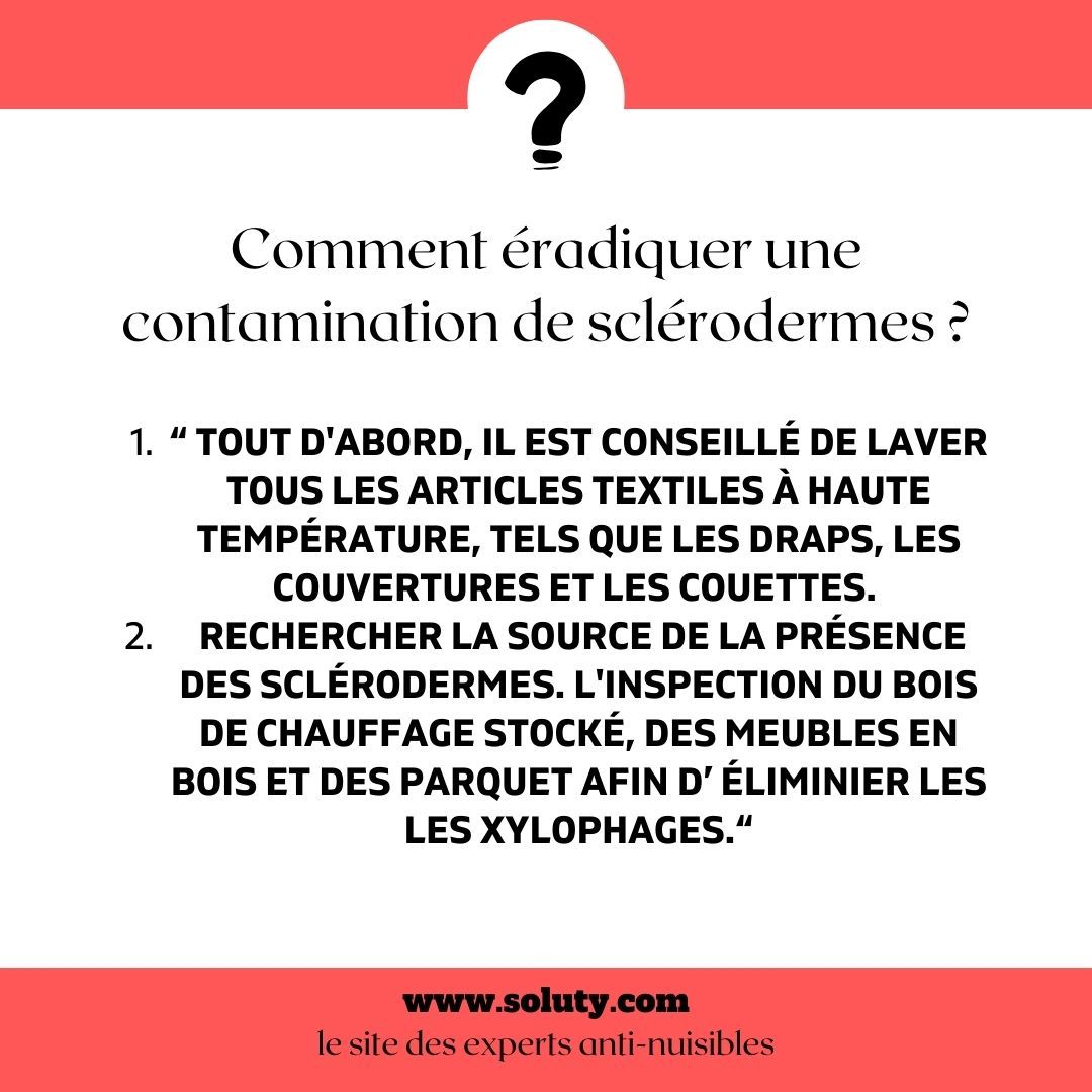 Comment éradiquer une contamination de sclérodermes ?