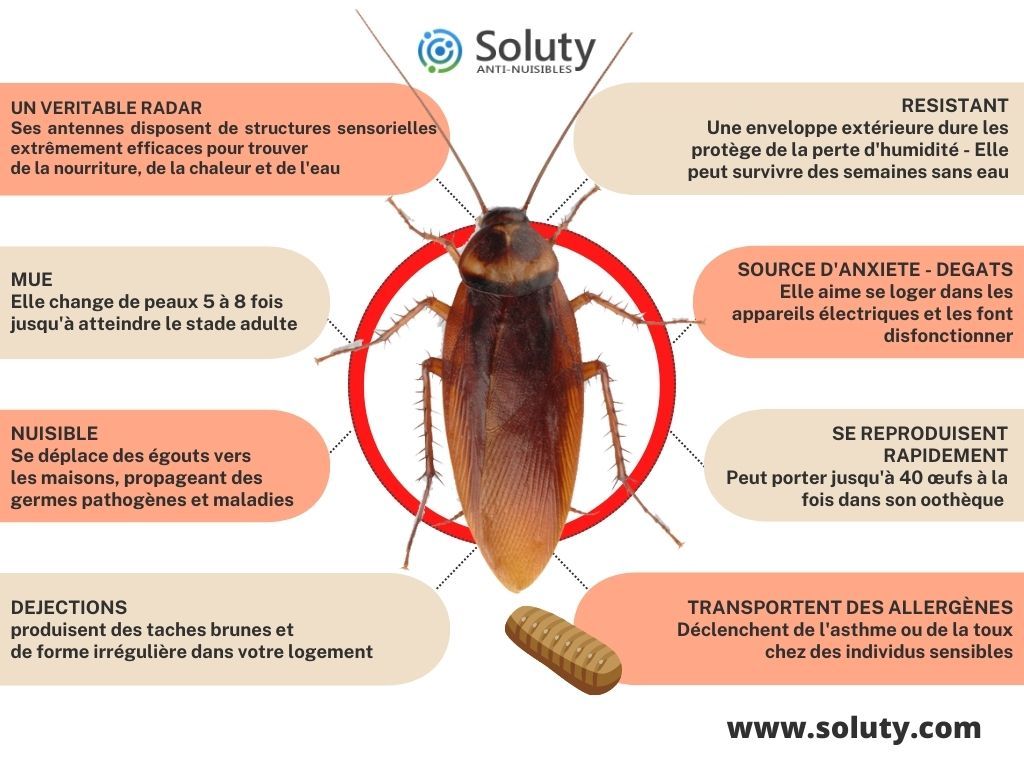 en savoir + sur le cafards