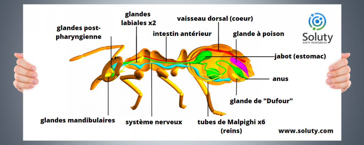 comprendre l'anatomie des fourmis pour la lutte anti fourmis