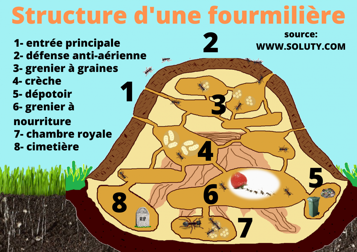 Désinsectisation et élimination des fourmis à Mantes-la-Jolie - 78