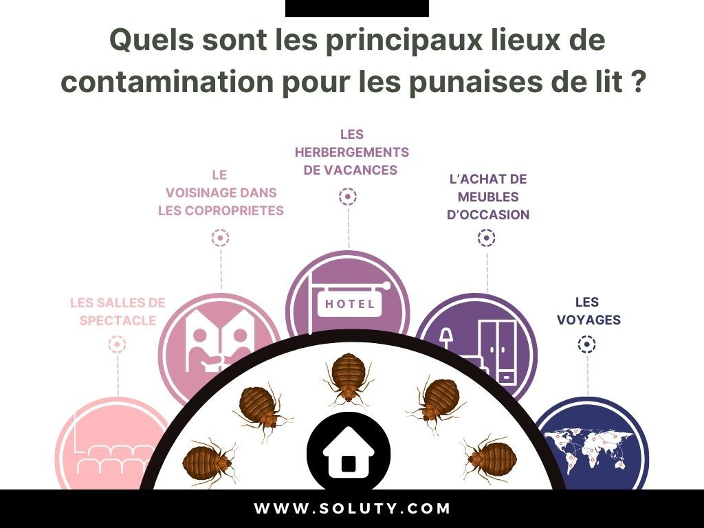 Comment les punaises de lit ont-elles réussi à contaminer votre habitation à Mandelieu-la-Napoule ?