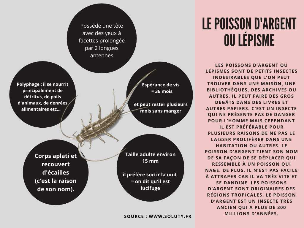 Désinsectisation et élimination des poissons d'argent à Bezons