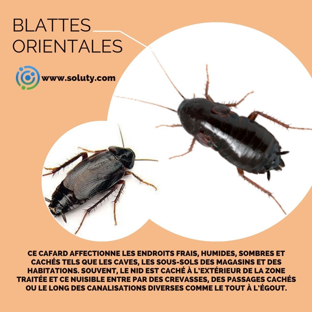 informations sur les blattes orientales