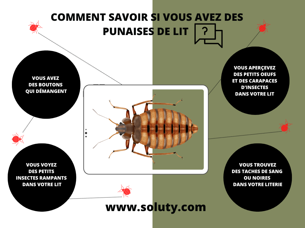 comment savoir si vous avez des punaises de lit    