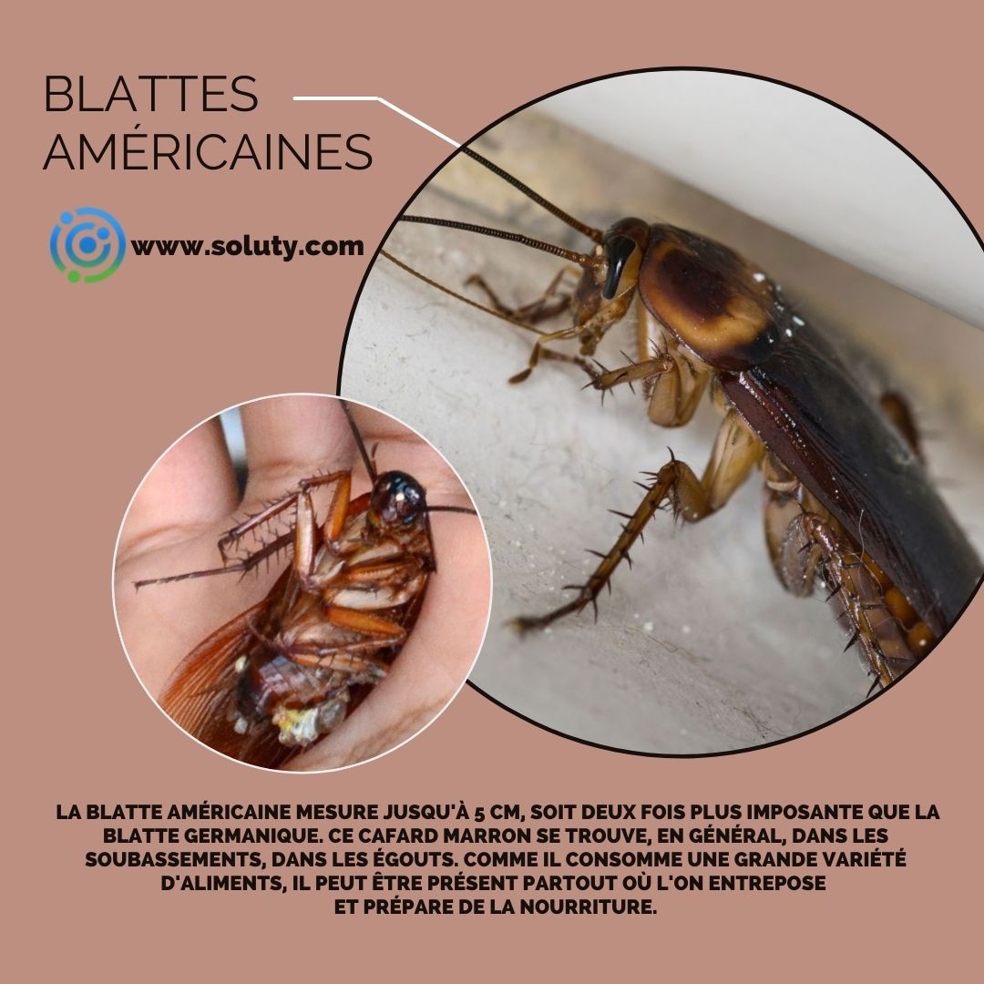 2- La blatte américaine, également connue sous le nom de Periplaneta Americana