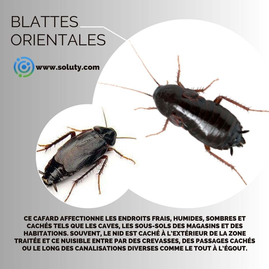 La blatte orientale, également connue sous le nom de Blatta Orientalis