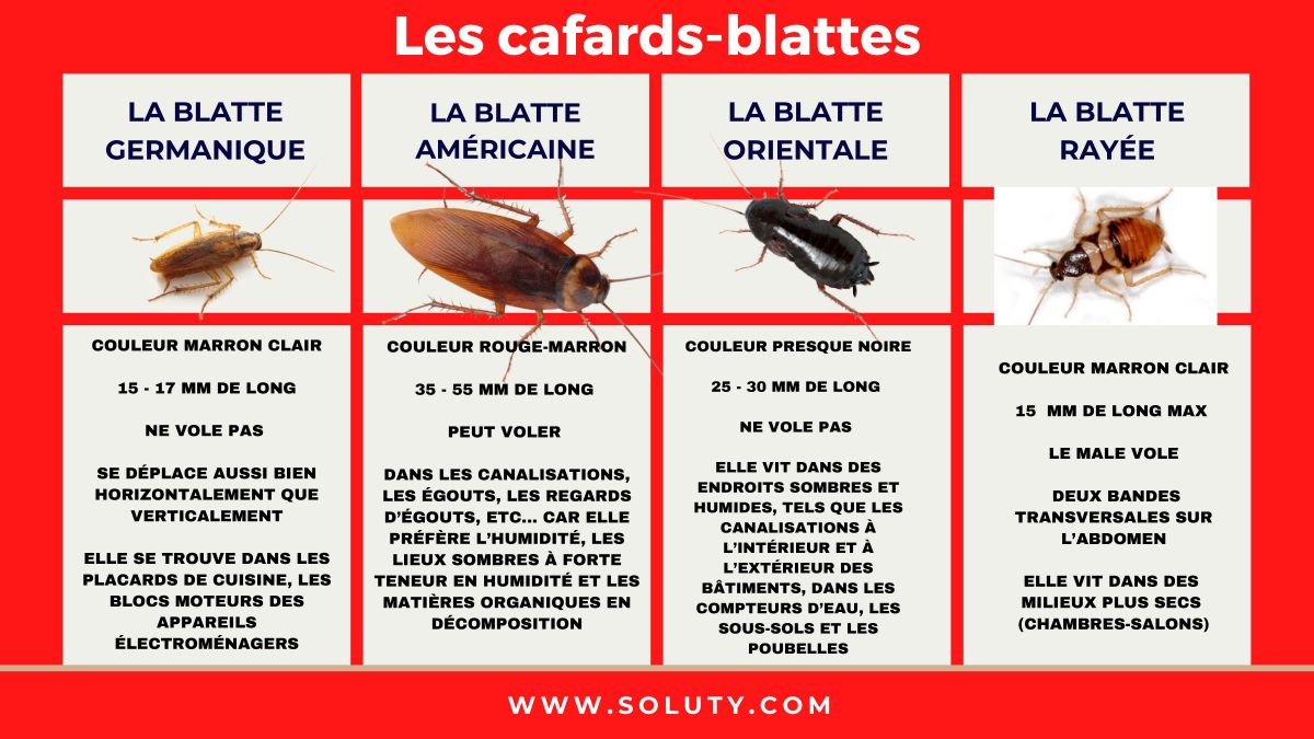 En France, seules 4 espèces de blattes sont considérées comme domestiques. Voyons en détails leurs caractéristiques et apprenons à les différencier.