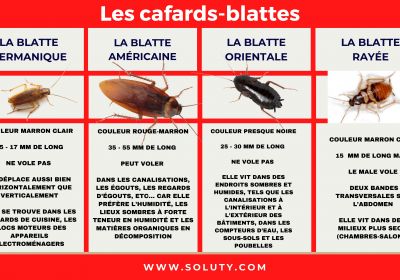 Les cafards blattes com page 001 1