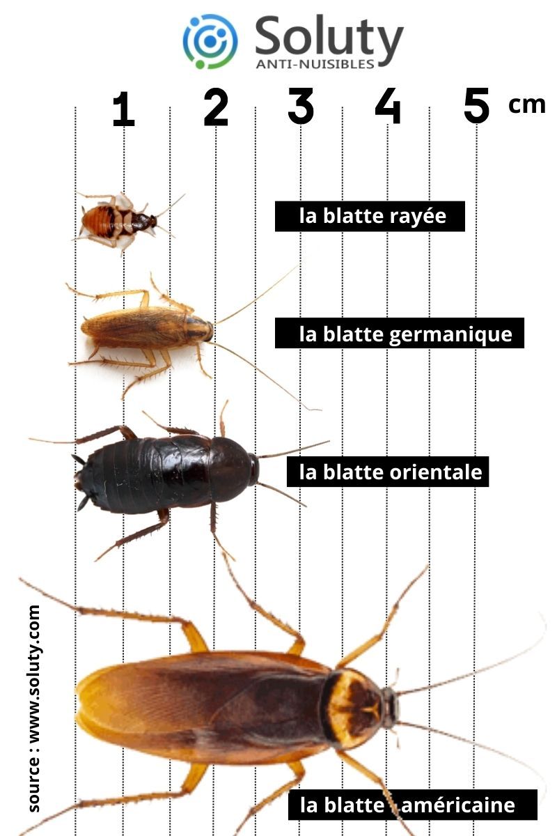 les différentes tailles de blattes 